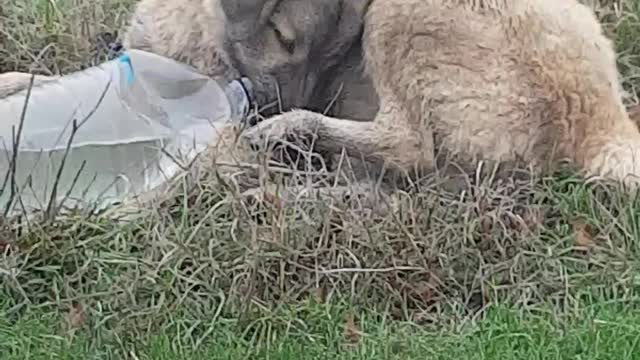 Finally the puppy was able to open the bottle cap and drink a bit of it
