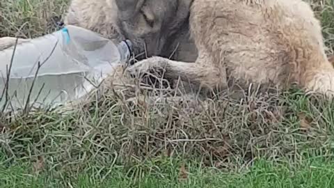 Finally the puppy was able to open the bottle cap and drink a bit of it