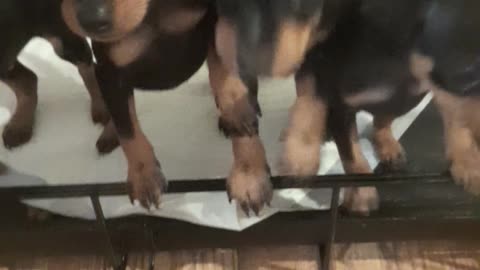 Minute pinscher puppies