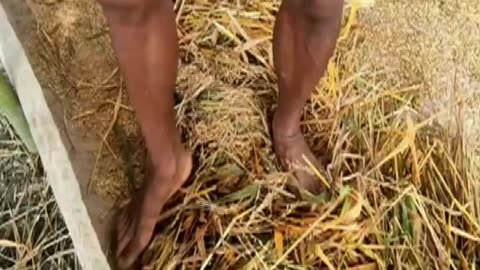 threshing rice