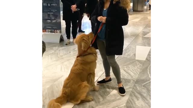 Golden retriever training in public*god boi alert*