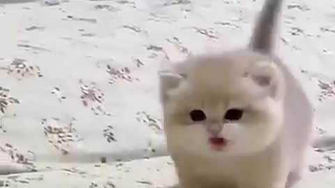 Funny animal video