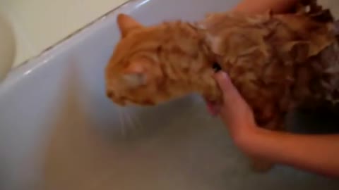 Official Video_ Cat Bath Freak Out -Tigger the cat says 'NO!' to bath