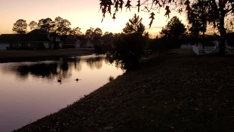 Sunset with the Ducks & Penny