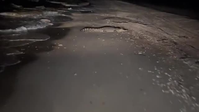 Find a crocodile