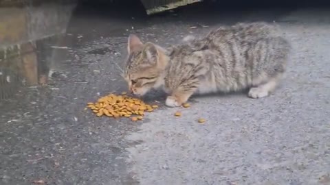 Tiny Kitten Thrown Into The Street Brutally Beaten By Adult Cat. 🐱😄💪