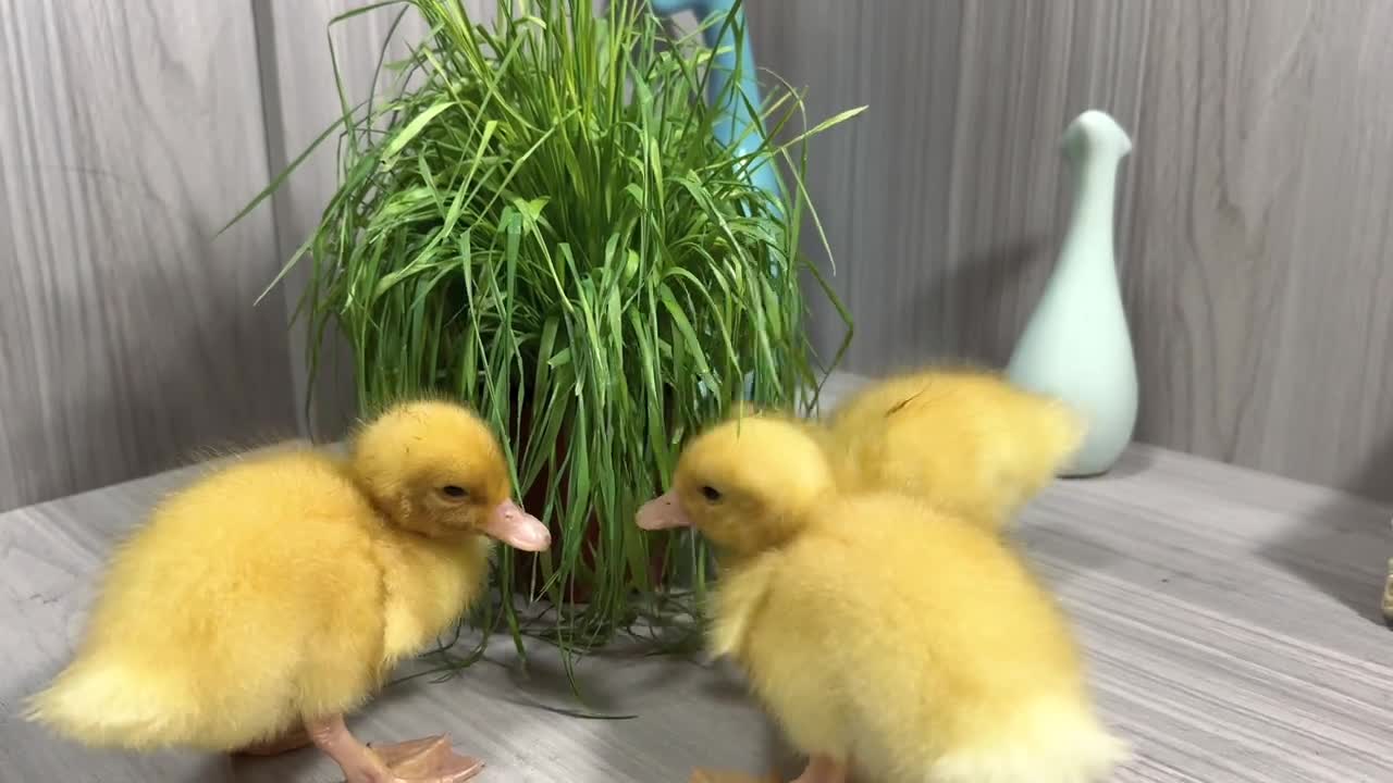 Three cute little yellow ducks like to eat grass