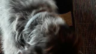 Austin first Barkbox this year