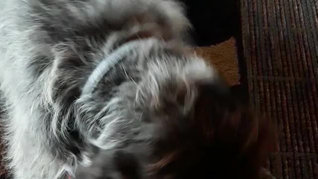 Austin first Barkbox this year