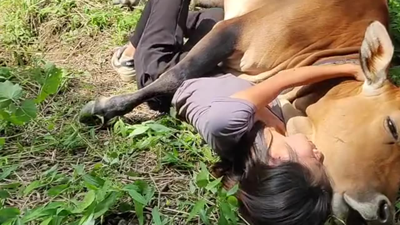 Cow love | cow videos | animal love