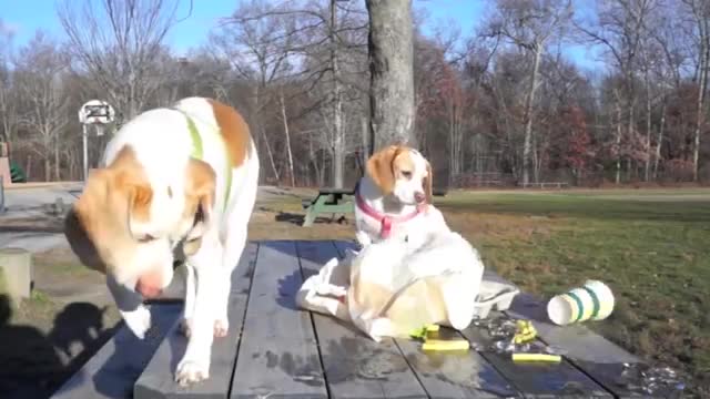 Dogs' Epic Shopping Cart Voyage: Funny Dogs Maymo & Penny