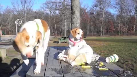 Dogs' Epic Shopping Cart Voyage: Funny Dogs Maymo & Penny