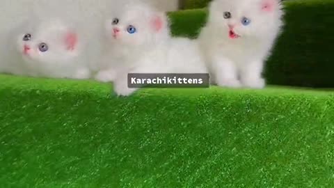 Cute cats