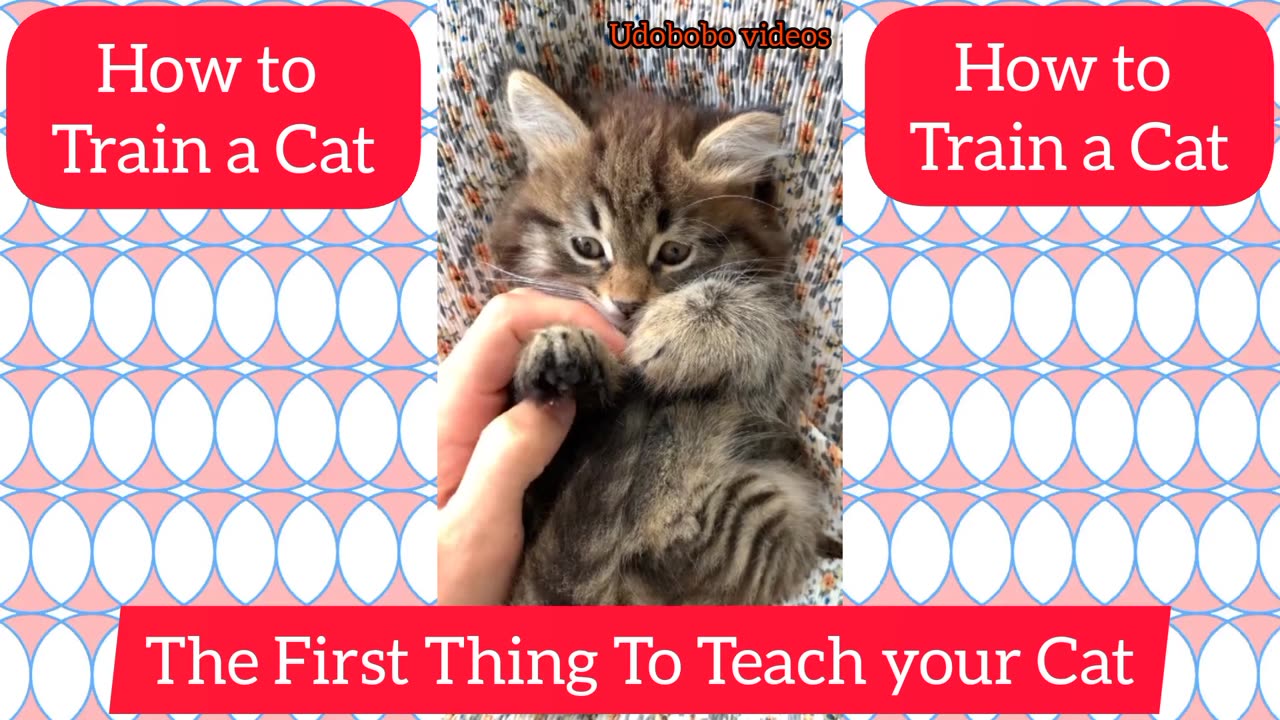 HOW TO TRAIN A CAT