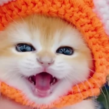 Little mao #cat #catvideos #shorts