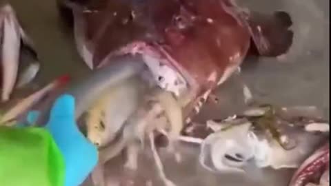 Greedy Fish