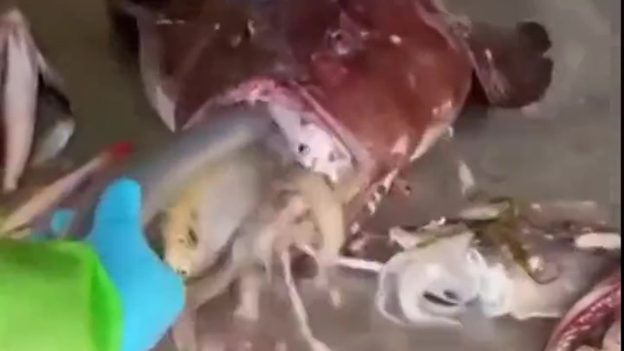 Greedy Fish