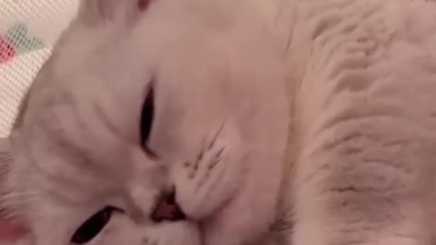 Cute citten hugs puppy