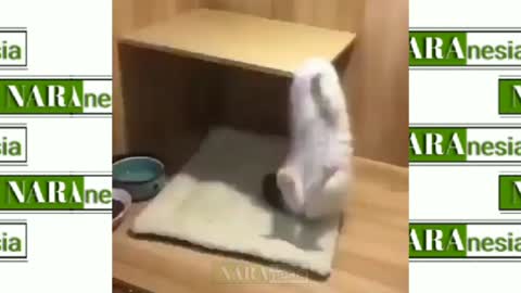 the cat is exercising, so cute