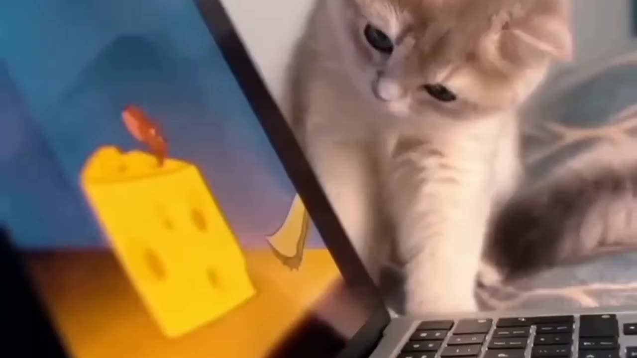 Funny Animal Video!!