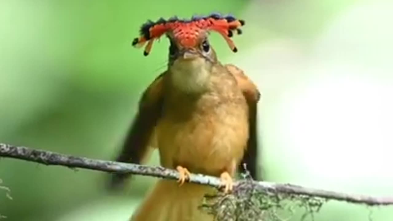 Beautiful Atlantic Royal Flycatcher #shorts #viral #shortsvideo #video