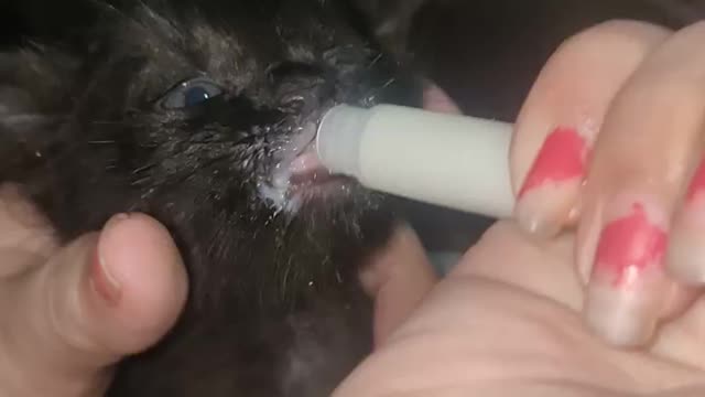 Feeding milk for kitty