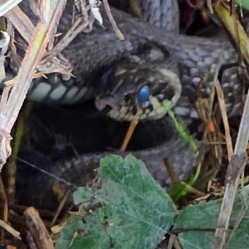 A snake looks out of its hiding place and tongues / beautiful reptile.