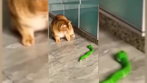 Funny animal video, cat and dog