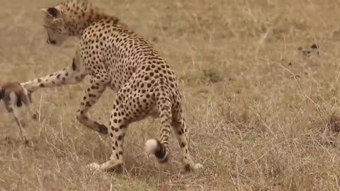 [!!Shaky Video!!] Cheetah playing with baby gazelle before eating it-16