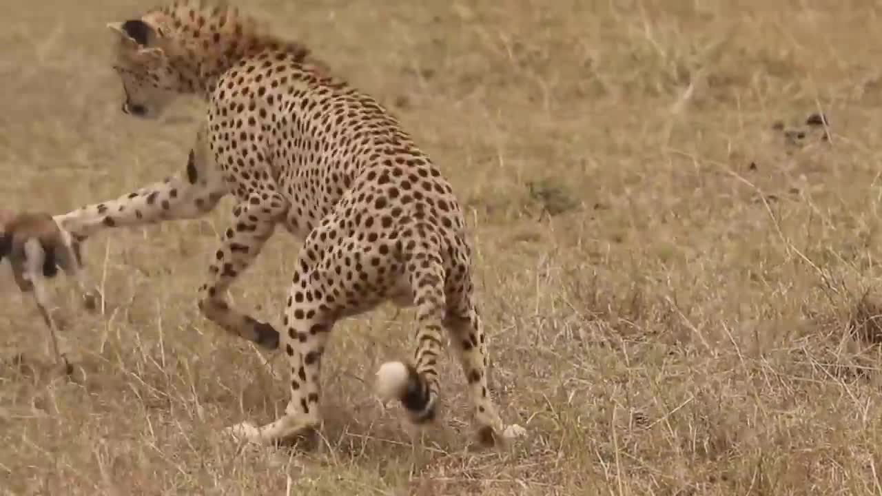 [!!Shaky Video!!] Cheetah playing with baby gazelle before eating it-16