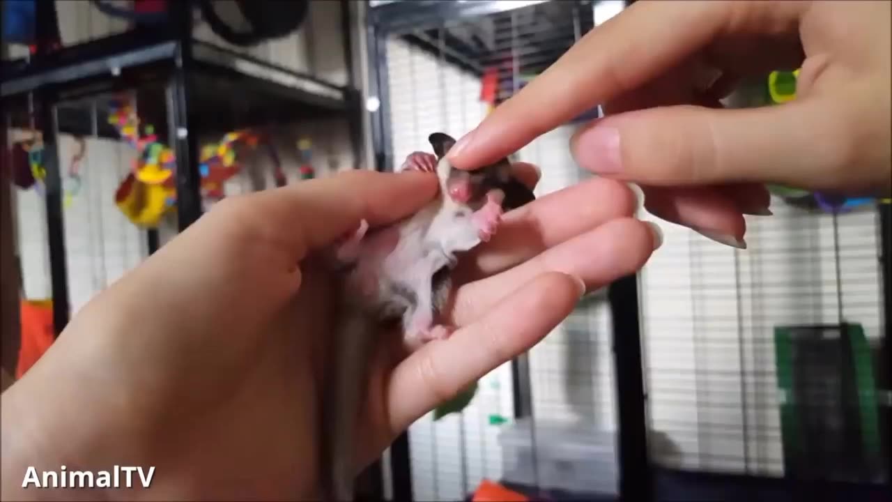 Cute Sugar Gliders