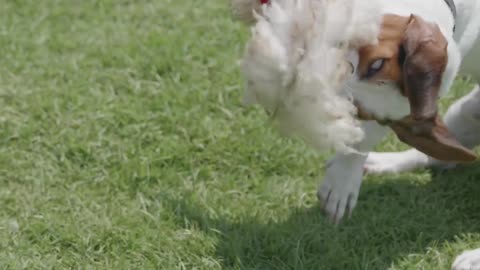 Dog playing with toy