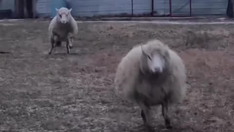 I need to do a stompy sheep compilation
