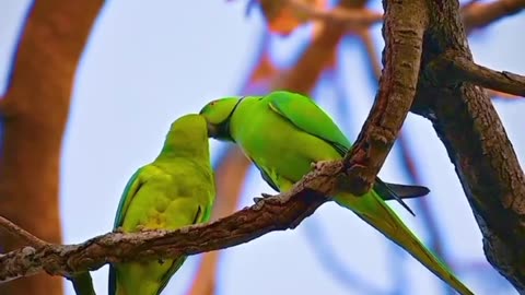 Beautiful parrot lover bird bird