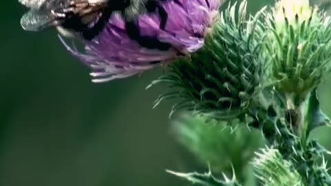 What A Flower