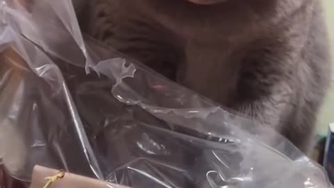 Cat in angry mood.