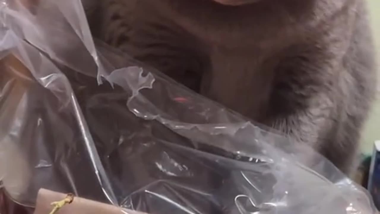 Cat in angry mood.