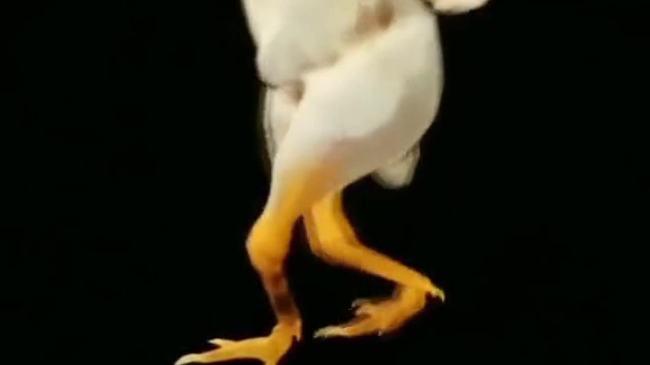 Hen dancing