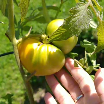Harvesting our Tomatoes 🍅.