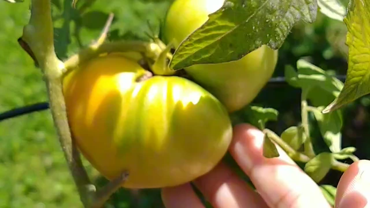 Harvesting our Tomatoes 🍅.