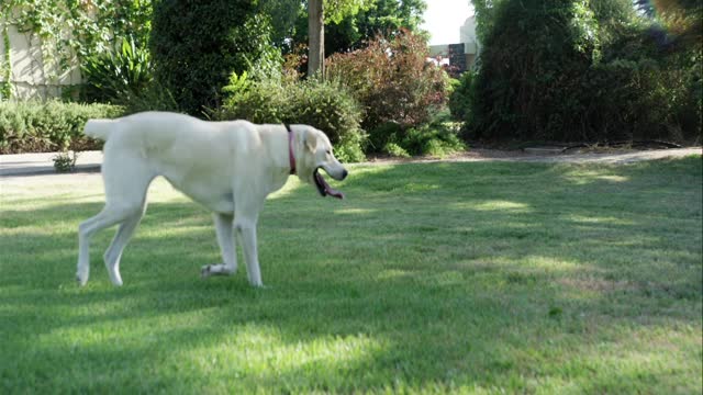 Dogs Playing Pets Pet Puppy Cat Sweet Mammal