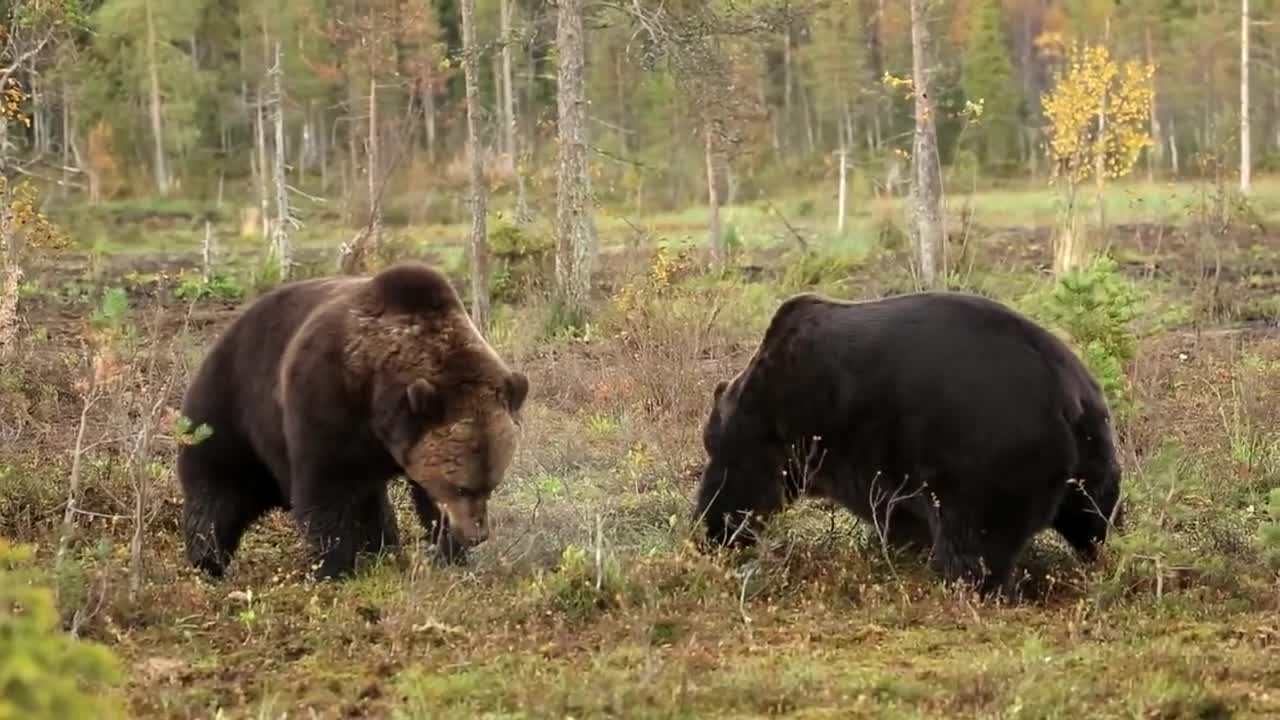 Intense communication of bear （Epic bear fight）