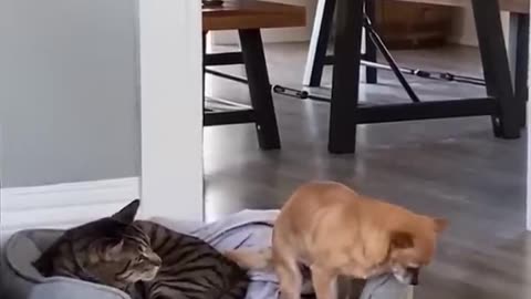 dashing moments with cats and dogs