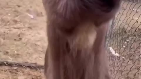 Funny Goat