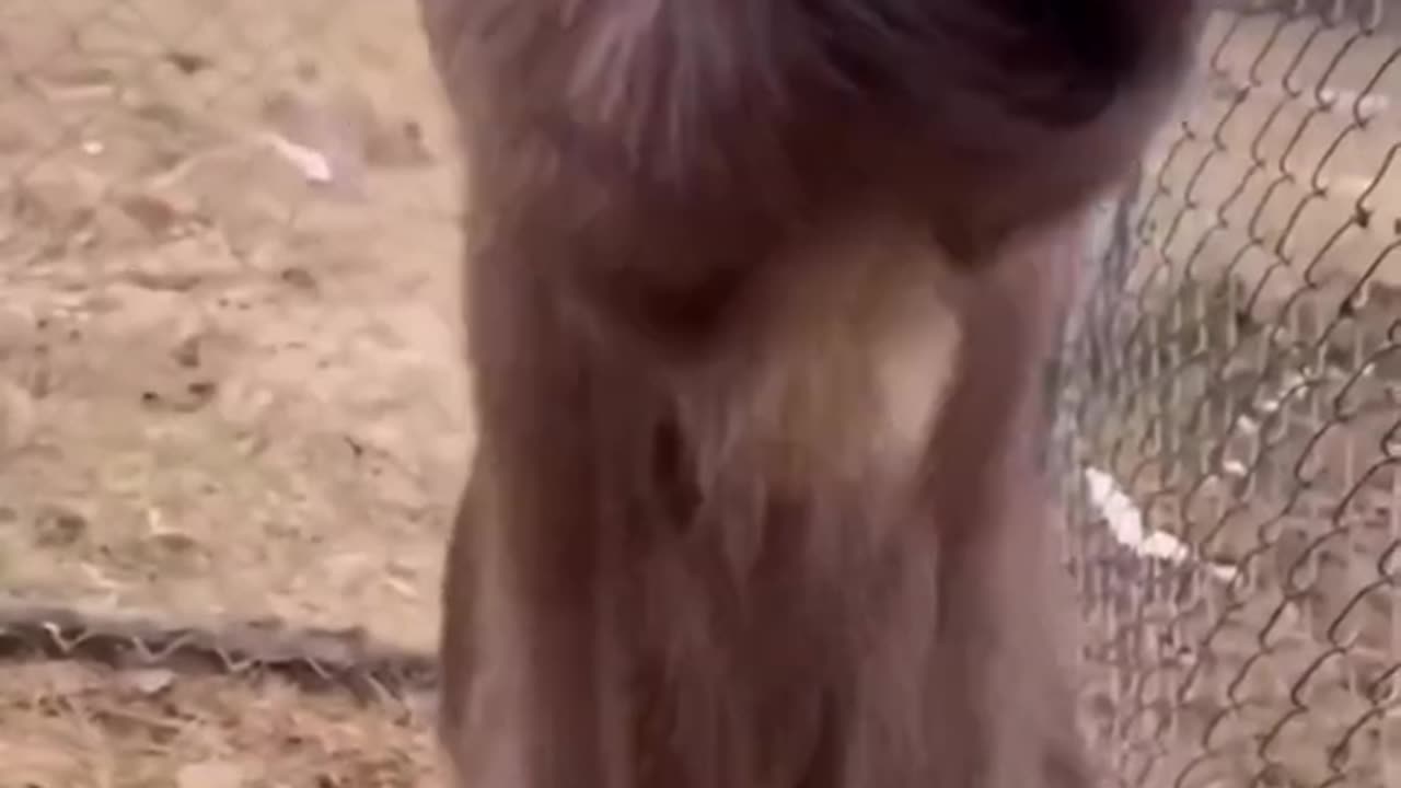 Funny Goat