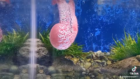 Flowerhorn fish amazing