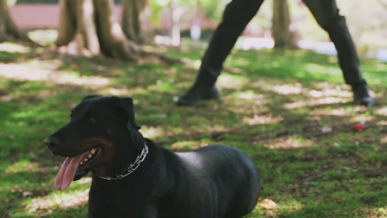 A Doberman Resting on Grass