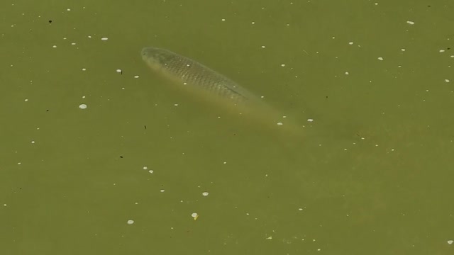 Grass carp in the pond