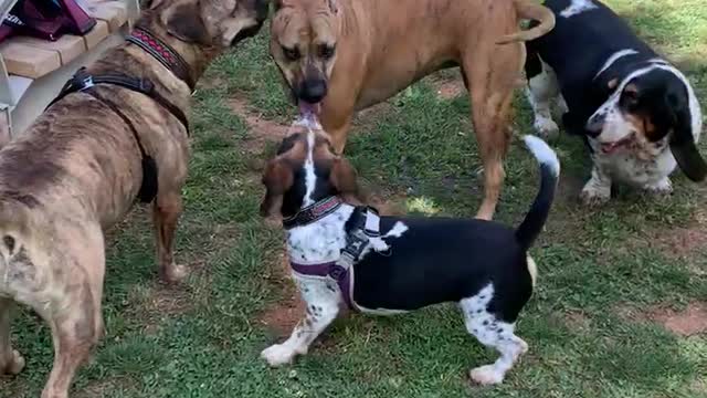 Velma the basset and camping friends