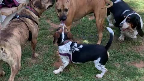 Velma the basset and camping friends